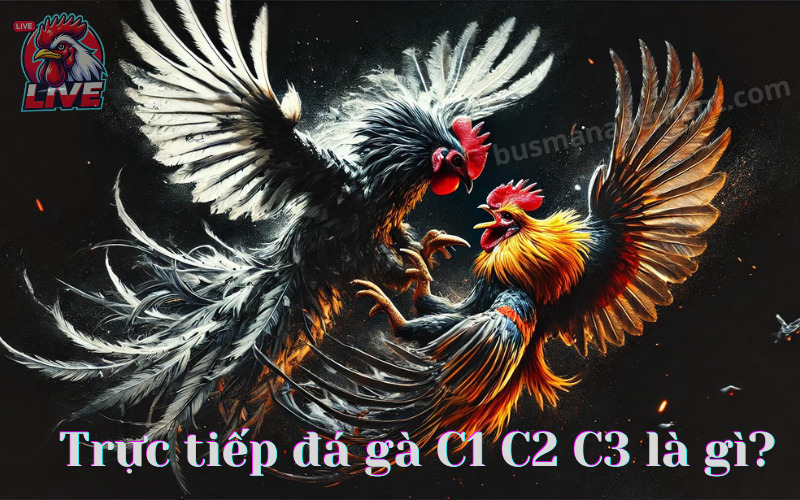 Trực tiếp đá gà C1 C2 C3 là gì?